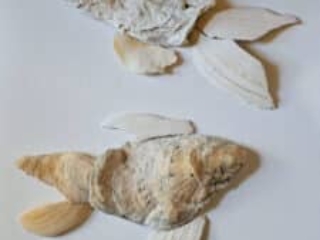 seashell fish to paint